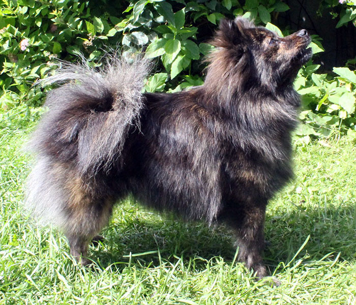 Kleinspitz Lucie - Starspitz Cover Girl